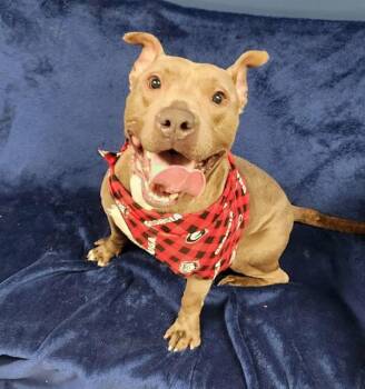 GRAY -  Pit Bull Terrier Dog for Adoption in Brunswick, Georgia - GRAY | PetCurious