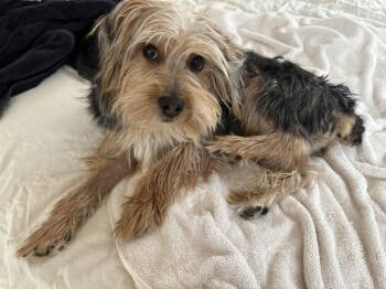 Rescue Mixed Breed Dogs for Adoption in Candler, North Carolina - Toby | PetCurious