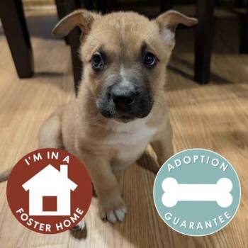 Peanut -  Mixed Breed Dog for Adoption in Janesville, Wisconsin - Peanut | PetCurious