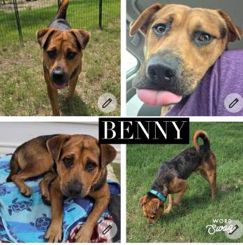 Benny -  Black Mouth Cur and Labrador Retriever Dog for Adoption in New Braunfels, Texas - Benny | PetCurious
