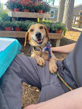 Rescue Beagle Dogs for Adoption in Maidens, Virginia - Heidi | PetCurious