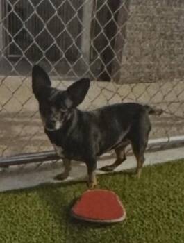 Dachshund and Terrier Dogs Available for Adoption in Columbia, Tennessee - Coco Baby | PetCurious