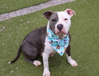 Mixed Breed Dogs Available for Adoption in Athens, Georgia - Miss Piggy | PetCurious