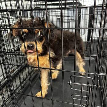 Latte -  Mixed Breed Dog for Adoption in Jupiter, Florida - Latte | PetCurious