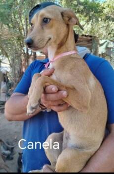 Canela -  Italian Greyhound and Whippet Dog for Adoption in Ramona, California - Canela | PetCurious
