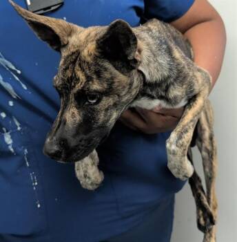 BRINLEY -  Siberian Husky and Mixed Breed Dog for Adoption in Rowlett, Texas - BRINLEY | PetCurious