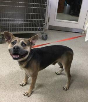DICE -  German Shepherd Dog Dog for Adoption in Riverside, California - DICE | PetCurious