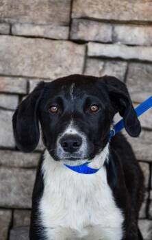 Pointer and Border Collie Dogs Available for Adoption in Yakima, Washington - Jerry | PetCurious