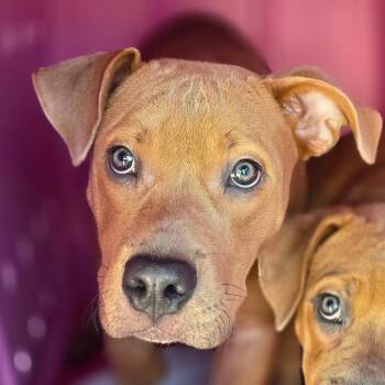 Gamer -  English Bulldog and Terrier Dog for Adoption in Bronson, Florida - Gamer | PetCurious