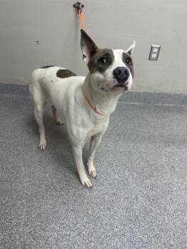 A186463 -  Pit Bull Terrier and Mixed Breed Dog for Adoption in Pasadena, Texas - A186463 | PetCurious