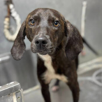 Rescue Hound and Mixed Breed Dogs for Adoption in Chester, Maryland - Roscoe | PetCurious