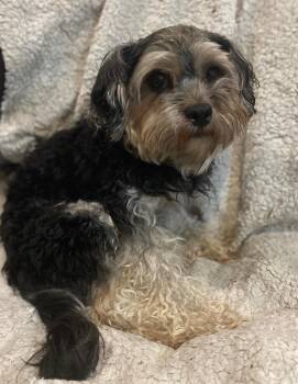 Rescue Schnauzer and Yorkshire Terrier Dogs for Adoption in Calgary, Alberta - Hansel | PetCurious