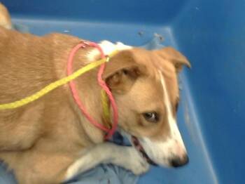 Mixed Breed Dogs Available for Adoption - TADASE | PetCurious