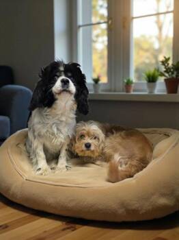 Rescue Cavalier King Charles Spaniel Dogs for Adoption in Malvern, Pennsylvania - Nixie | PetCurious