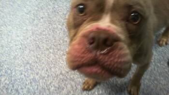 A1270357 -  Pit Bull Terrier and Mixed Breed Dog for Adoption in Charlotte, North Carolina - A1270357 | PetCurious
