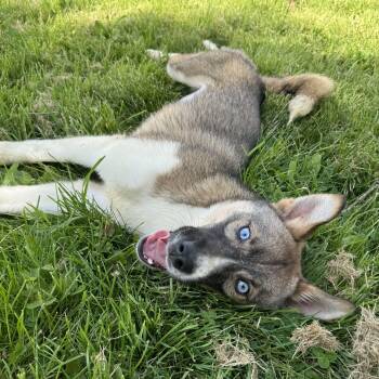 Azalea -  Husky Dog for Adoption - Azalea | PetCurious