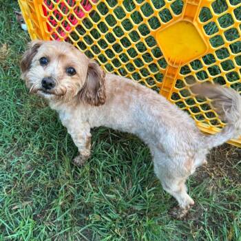 Tanner Houston -  Maltese and Poodle Dog for Adoption in Houston, Texas - Tanner Houston | PetCurious