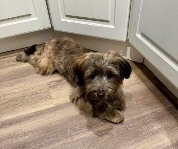 Parker -  Miniature Schnauzer and Yorkshire Terrier Dog for Adoption in Lake Orion, Michigan - Parker | PetCurious