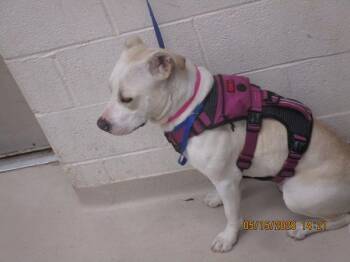 Pit Bull Terrier Dogs Available for Adoption in Marietta, Georgia - (60) | PetCurious