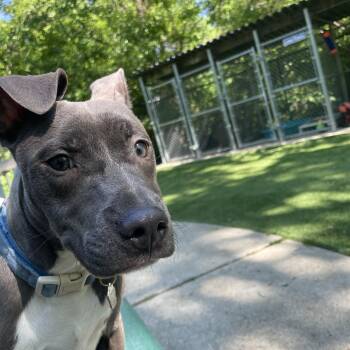 Pit Bull Terrier Dogs Available for Adoption in Greenbelt, Maryland - Maya | PetCurious