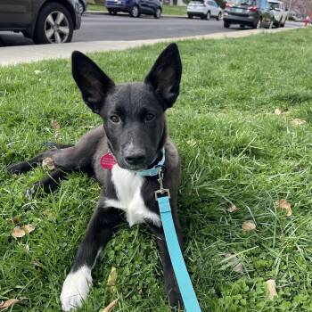 Australian Shepherd and Border Collie Dogs Available for Adoption in Avondale, Pennsylvania - Lily | PetCurious