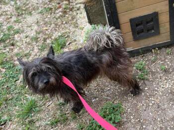 Cairn Terrier and Schnauzer Dogs Available for Adoption in Ocean Township, New Jersey - Wicket (cairn) | PetCurious