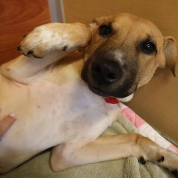 Flops -  Mixed Breed Dog for Adoption in Saint Charles, Missouri - Flops | PetCurious