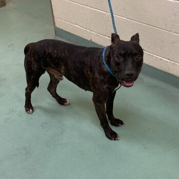 Dallas -  Mixed Breed Dog for Adoption in Memphis, Tennessee - Dallas | PetCurious