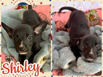 Shirley -  Beagle and Chihuahua Dog for Adoption in Ringwood, New Jersey - Shirley | PetCurious
