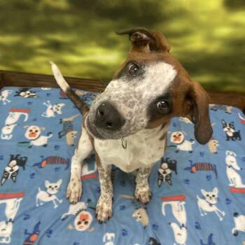 Mila -  Mixed Breed Dog for Adoption in Auburn, New Hampshire - Mila | PetCurious
