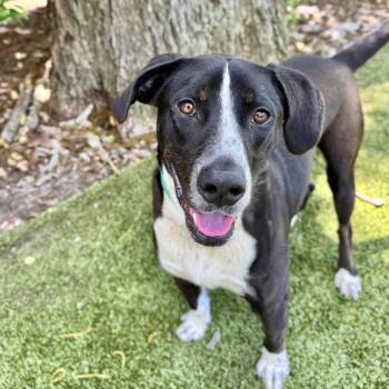 Rescue Labrador Retriever Dogs for Adoption in Hilton Head Island, South Carolina - Domino | PetCurious
