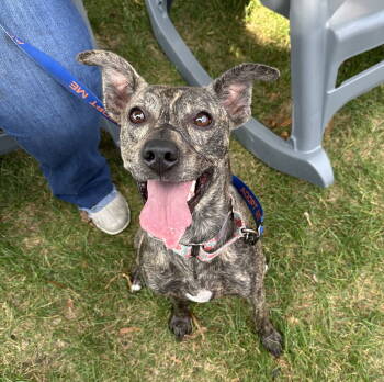 Rescue Whippet and Mountain Cur Dogs for Adoption in Brooklyn Center, Minnesota - Kiara | PetCurious