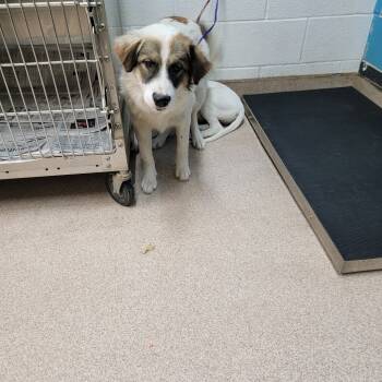 Rescue Mixed Breed Dogs for Adoption in Ardmore, Oklahoma - Seven | PetCurious