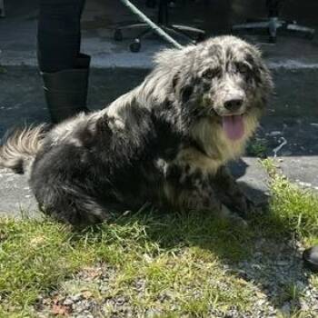 Skunky -  Border Collie Dog for Adoption - Skunky | PetCurious