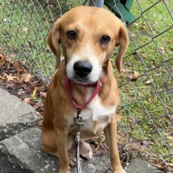 Rescue Beagle and Mixed Breed Dogs for Adoption in Morton Grove, Illinois - Jack | PetCurious