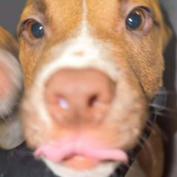 Mixed Breed Dogs Available for Adoption - Manhattan | PetCurious