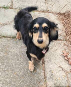 Skylar in TN -  Dachshund Dog for Adoption in Shelbyville, Tennessee - Skylar In TN | PetCurious