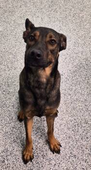 Rescue Terrier Dogs for Adoption in Athens, Tennessee - Ranger | PetCurious