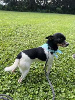Cow -  Chihuahua Dog for Adoption in Upper Sandusky, Ohio - Cow | PetCurious