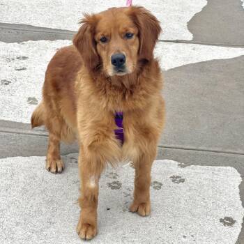 Golden Retriever and Mixed Breed Dogs Available for Adoption - Cupcake | PetCurious