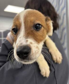 Debbie -  Australian Shepherd and Mixed Breed Dog for Adoption in East Brookfield, Massachusetts - Debbie | PetCurious