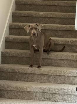 Weimaraner Dogs Available for Adoption in Parrish, Florida - Jobe | PetCurious