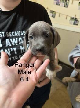 Johnson Rs : Ranger -  Boxer and Pit Bull Terrier Dog for Adoption in Aurora, Indiana - Johnson Rs : Ranger | PetCurious