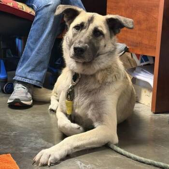 Natacha -  Anatolian Shepherd and Mixed Breed Dog for Adoption - Natacha | PetCurious
