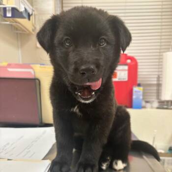 Shepherd Dogs Available for Adoption - Baloo | PetCurious