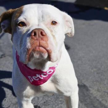 Rescue American Bulldog Dogs for Adoption in San Antonio, Texas - CHEETO | PetCurious