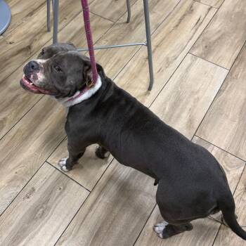 Patootie -  American Bulldog Dog for Adoption in Newark, New Jersey - Patootie | PetCurious