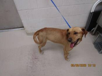 Labrador Retriever Dogs Available for Adoption in Marietta, Georgia - (410) | PetCurious