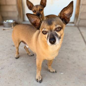 Buddy -  Miniature Pinscher and Chihuahua Dog for Adoption in Phoenix, Arizona - Buddy | PetCurious