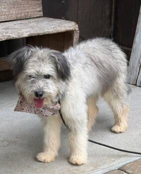 Mazie -  Australian Shepherd and Terrier Dog for Adoption in Manchester, Tennessee - Mazie | PetCurious